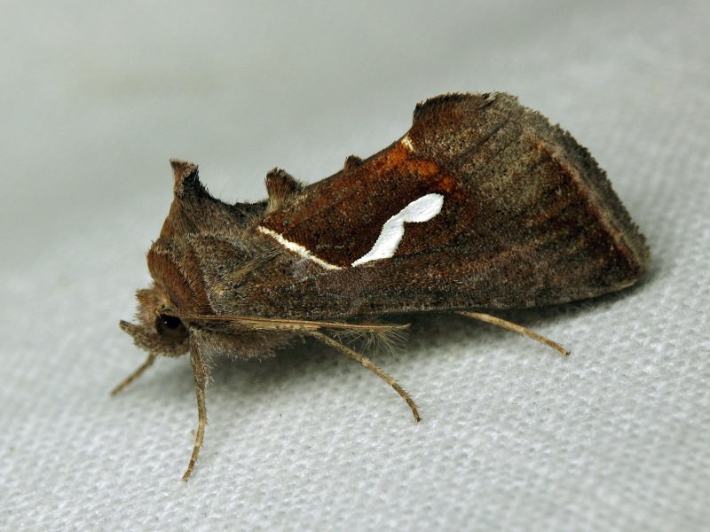 Macdunnoughia confusa (Stephens, 1850)
